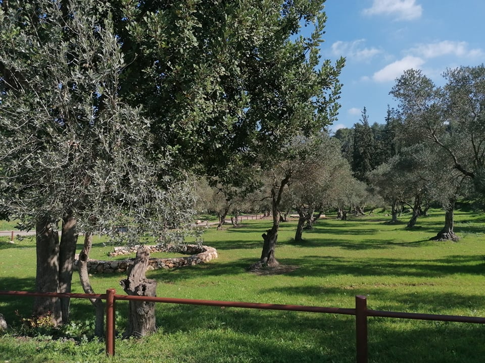 schattiger Olivengarten